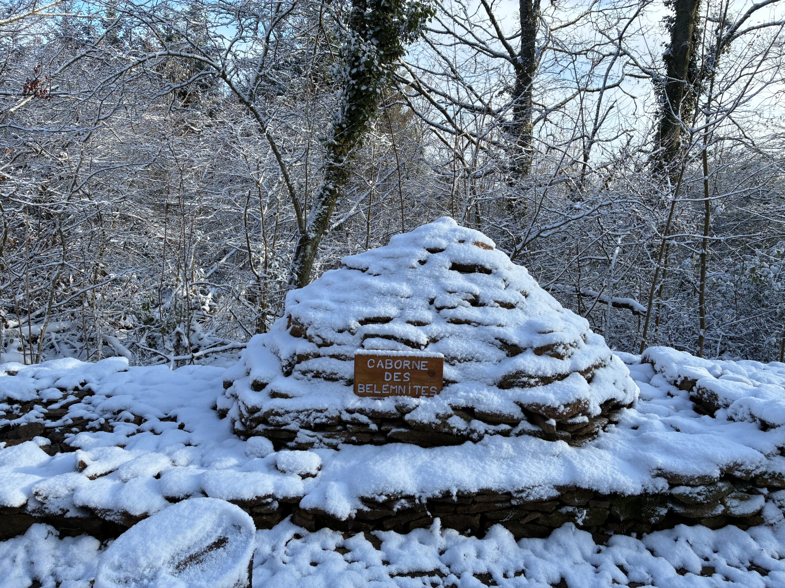 Caborne des bélemnites